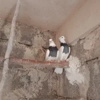 کبوتر طوقی