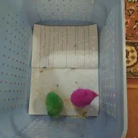 جوجه رنگی زرنگ