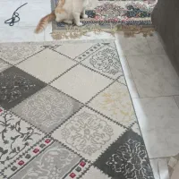 واگذاری گربه شکمو|گربه|قائمشهر, |دیوار