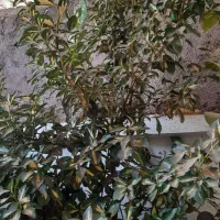 اجاره خانه ویلایی (دربست)