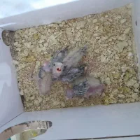 عروس هلندی مولد|پرنده|روانسر, |دیوار