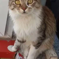 گمشده