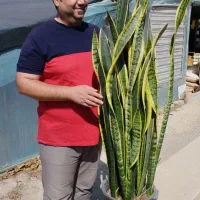 سانسوریا شمشیری ابلق