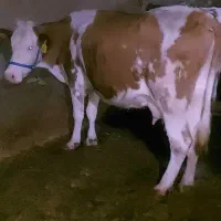 گاو و گوساله سیمینتال قرمز