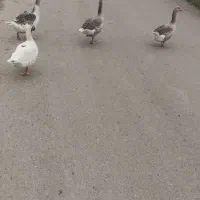غاز