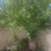 باغ-میوه-500-متری-کن-سولقان