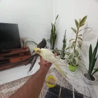 ۳جفت عروس هلندی