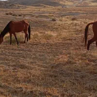 چارتا مادیان همه عرب وسواری|اسب و تجهیزات اسب‌سواری|اهواز, دانشگاه چمران|دیوار