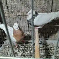 طوقی و کله ایی