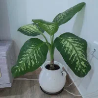 گل طبیعی|گل و گیاه طبیعی|سقز, |دیوار