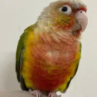 پرنده