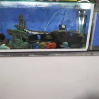 اکواریم و ماهی|ماهی|دیواندره, |دیوار