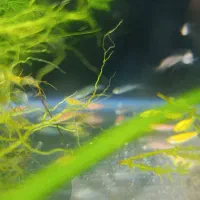 آکواریوم پرت فیش