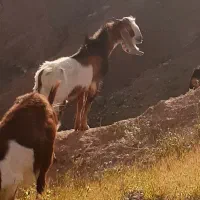 سابرین نژاد داره آنتیک