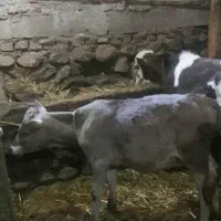 گوساله گوشتی|حیوانات مزرعه|سراب, |دیوار