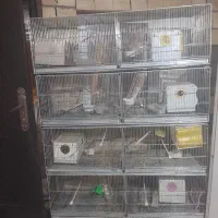 قفس ۸خان اردشیری