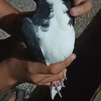 کفتر