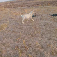 سانن اصل سن یکسال وزن۴۲کیلو