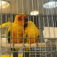 «جفت مولد خورشیدی با جوجه» کاسکو راهب شاه طوطی|پرنده|تهران, جیحون|دیوار