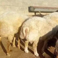بره نر