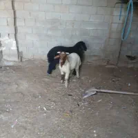 ۳تا بره چاق