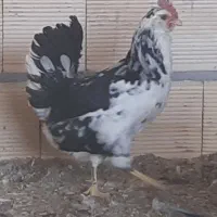 مرغ و خروس گلین