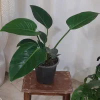 گلهای زیبا|گل و گیاه طبیعی|بجنورد, |دیوار