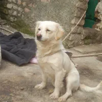 سگ پاکوتاه|سگ|گرگان, |دیوار