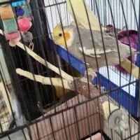 3عدد عروس هلندی لوتینو. نروماده کاملا دستی|پرنده|گرمسار, |دیوار