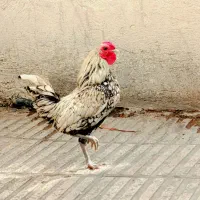 خروس جوان