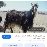 گرگ خالص بز