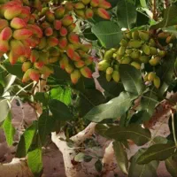 فروش باغ پسته همراه با آب