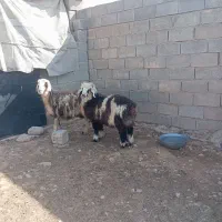 میش بره دار
