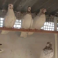 نرو ماده ماهرو