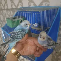 مرغ عشق مولد با ۲جوجه و ۴ تخم