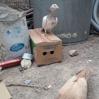 سلام به عشق بازا.کبوترای تو عکس ببینید لطفا.