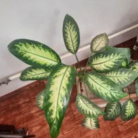 گلهای خانگی و آپارتمانی