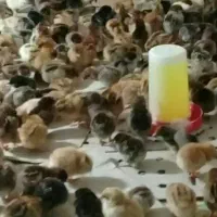 جوجه گلپایگانی هفت روزه (فروش به صورت تک و عمده )