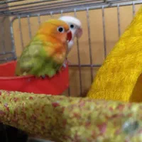 طوطی برزیلی|پرنده|تهران, طرشت|دیوار