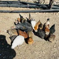 فروش مرغ و بوقلمون