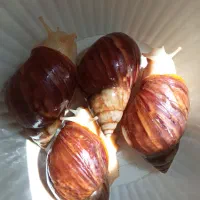 حلزون آلبینو