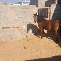 اسب عرب|اسب و تجهیزات اسب‌سواری|سبزوار, کهنه آب|دیوار