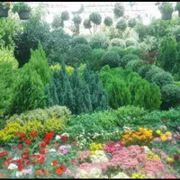 *خدمات باغبانی وهرس کاری وتعویض خاک وکود گلدون*|خدمات باغبانی و درختکاری|تهران, فاطمی|دیوار