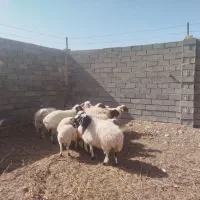 میش زایده فروشی