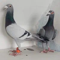 نروماده سبز ایرانی