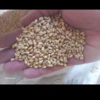 گندم دیم|خوردنی و آشامیدنی|سرولایت, |دیوار