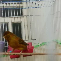 قناری نر|پرنده|بوشهر, |دیوار