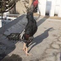 خروس‌اوشامو‌‌|حیوانات مزرعه|پیشوا, |دیوار