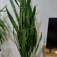 سانسوریای با ارتفاع ۱/۵متر