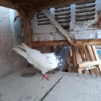 کبوتر کله و دم سفید|پرنده|مشهد, کوشش|دیوار